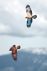 26 Honey Buzzards - Circeo National Park, Italy