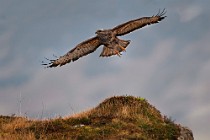 27 Buzzard - Mull island, Scotland