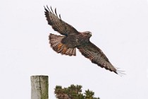 30 Buzzard - Mull island, Scotland