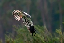 31 Montagu's harrier - Circeo National Park, Italy