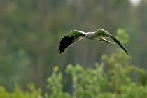 32 Montagu's harrier - Circeo National Park, Italy