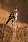 33 Buzzard - Circeo National Park, Italy