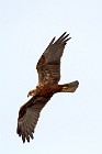 34 Marsh Harrier - Circeo National Park, Italy