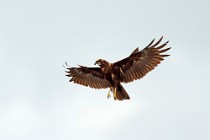 36 Marsh Harrier - Circeo National Park, Italy