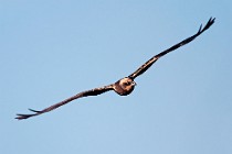 37 Marsh Harrier - Circeo National Park, Italy