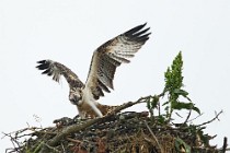 65 Osprey - Scotland, Loch Garten