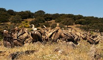 112 Griffon Vultures - Monfrague National Park, Spain