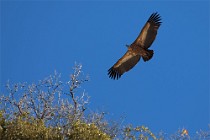 40 Grifone - Parco Nazionale dei Monti Simbruini