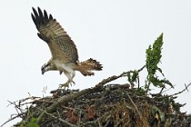 67 Falco Pescatore - Scozia, Loch Garten
