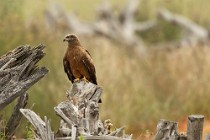 76 Nibbio  Bruno - Parco Nazionale del Coto Doñana,  Spagna