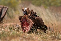 104 Avvoltoio Monaco con il costato di una capra- Parco Nazionale di Monfrague, Spagna