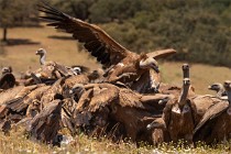 109 Grifoni in frenesia alimentare - Parco Nazionale di Monfrague, Spagna