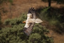 142 Capovaccaio - Parco Nazionale di Monfrague, Spagna