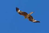 149 Nibbio Reale - Parco Nazionale di Monfrague, Spagna