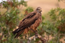 171 Nibbio Bruno - Parco Nazionale di Monfrague, Spagna