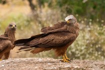 172 Nibbio Bruno - Parco Nazionale di Monfrague, Spagna