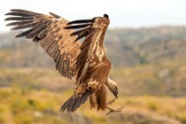 173 Grifone - Parco Nazionale di Monfrague, Spagna