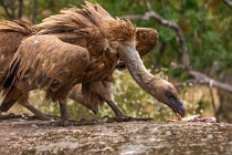 176 Grifoni - Parco Nazionale di Monfrague, Spagna