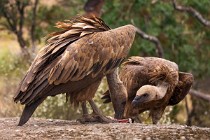 177 Grifoni - Parco Nazionale di Monfrague, Spagna