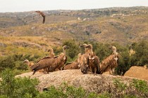 178 Grifoni - Parco Nazionale di Monfrague, Spagna