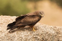 180 Nibbio Bruno - Parco Nazionale di Monfrague, Spagna