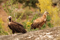 181 Capovaccaio e Grifone - Parco Nazionale di Monfrague, Spagna