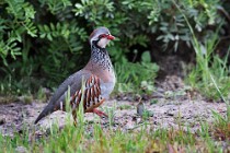 10 Partridge - National Park of Coto Doñana