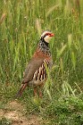 11 Partridge - National Park of Coto Doñana