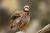 12 Partridge - National Park of Coto Doñana