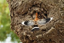 15 Hoopoe - National Park of Coto Doñana