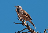 3 Red Thrush - Mojave Desert, South California