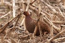 6 Red Thrush - Circeo National Park, Italy