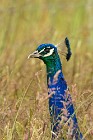 9 Peacock - Scotland, Mull island