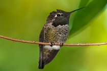 1 Colibrì verde - Palmadale, California