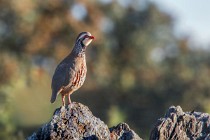 17 Pernice rossa - Parco Nazionale di Monfrague - Spagna