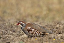 18 Pernice rossa - Parco Nazionale di Monfrague - Spagna