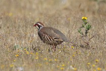 19 Pernice rossa - Parco Nazionale di Monfrague - Spagna