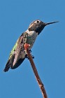 2 Colibrì verde - Palmadale, California