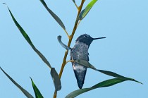 7 Colibrì verde - Palmadale, California