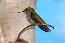 8 Colibrì verde - Palmadale, California