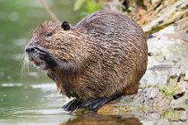 07 Coypu - Natural  Oasis fo Posta Fibreno, Italy