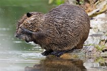 08 Coypu - Natural  Oasis fo Posta Fibreno, Italy