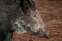 11 Boar - Abruzzo National Park, Italy