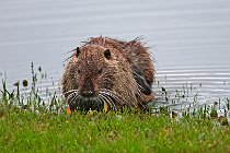 13 Coypu - National Park of Circeo, Italy