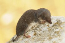 14 Shrew - National Park of Circeo, Italy