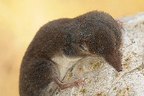 15 Shrew - National Park of Circeo, Italy