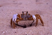 16 (◙) Violinist crab - Cuba