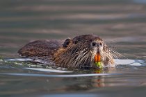 09 Nutria - Parco Nazionale del Circeo, Latina