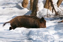 10 Cinghiale - Parco Nazionale d'Abruzzo, l'Aquila