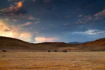 75 Grassland in Central California